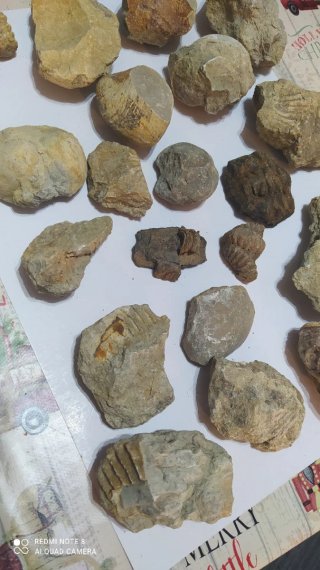 Lote de 23 Fósiles