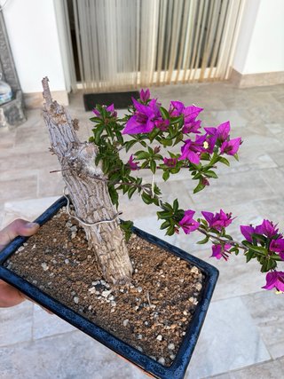 Bonsái Buganvilla con flores