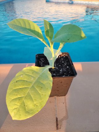 Planta Nicotiana Tabacum Habanera