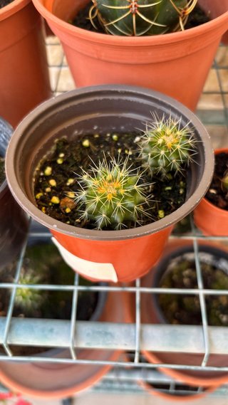 Cactus Asiento de la Suegra Echinocactus