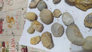 Lote de 19 Fósiles