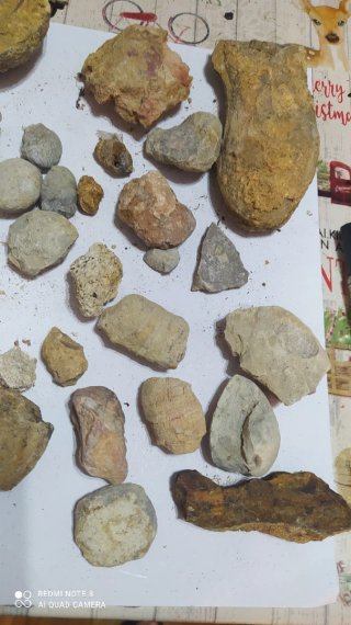 29 Fósiles Variados