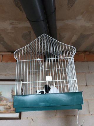 Jaula para pájaros blanca y verde