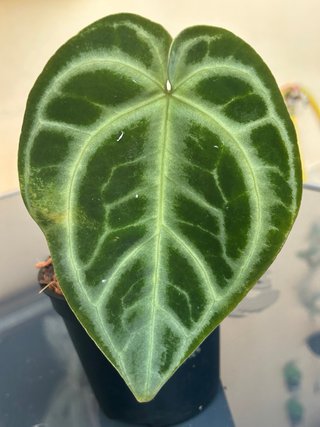 Anthurium Crystallinum x Regale
