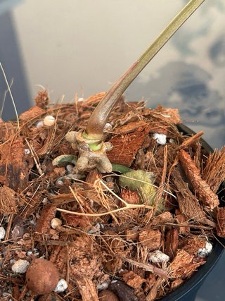 Anthurium Crystallinum x Regale