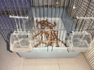 Jaula para agapornis con accesorios Kiwoko