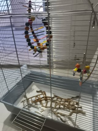 Jaula para agapornis con accesorios Kiwoko