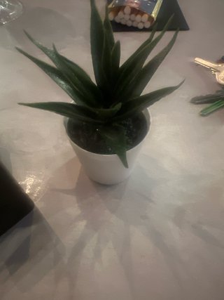 Planta Cactus Decorativa Plástico