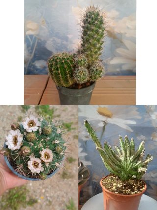 Lote de 3 Cactus