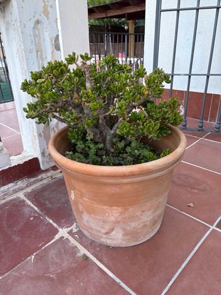 Tiestos terracota grandes