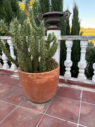 Tiestos terracota grandes