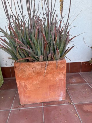 Tiestos terracota grandes