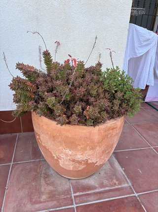 Tiestos terracota grandes