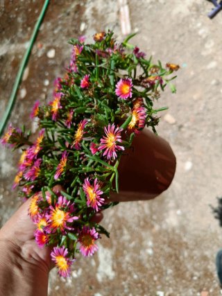 Delosperma vibrante con flores rosas y amarillas