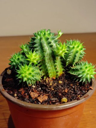 Planta.Euphorbia Susannae.