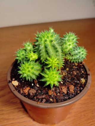 Planta.Euphorbia Susannae.