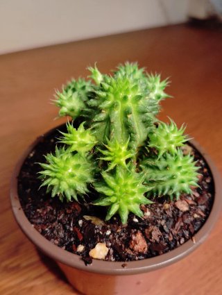 Planta.Euphorbia Susannae.
