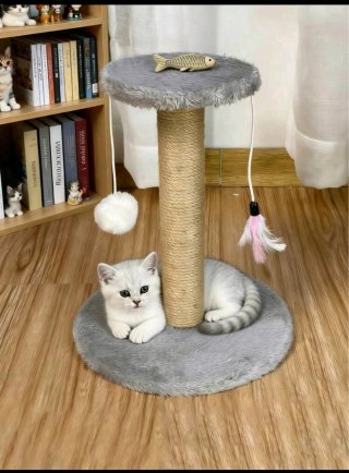 Small Cat Scratching Board