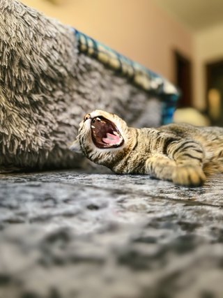 Sesion de fotos para Mascotas