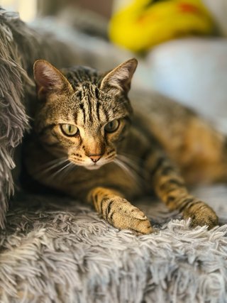 Sesion de fotos para Mascotas