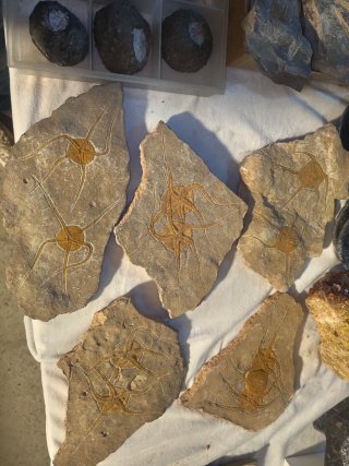 Fósil de estrella de mar