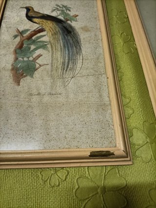 Cornici Vintage con Stampe Animali Esotici