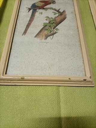 Cornici Vintage con Stampe Animali Esotici