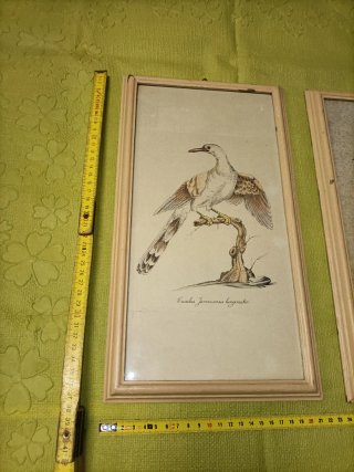 Cornici Vintage con Stampe Animali Esotici