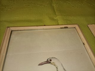 Cornici Vintage con Stampe Animali Esotici