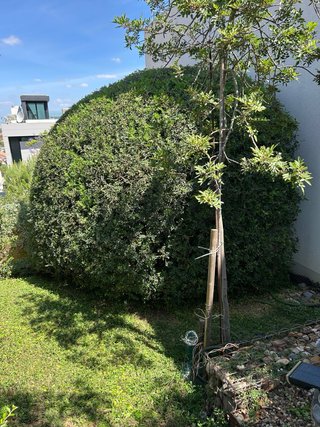 Mantenimientode parcelas y jardineria