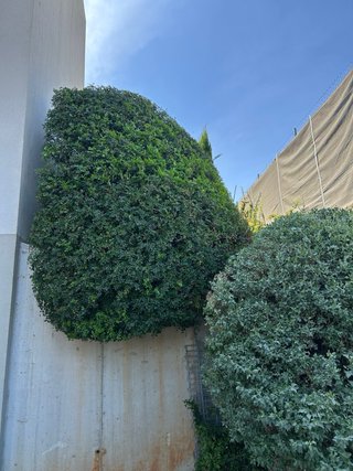 Mantenimientode parcelas y jardineria