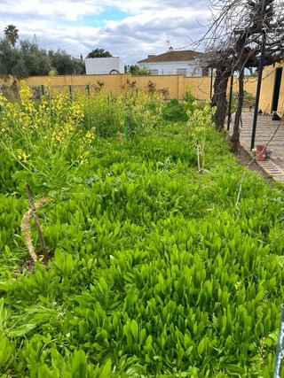 Mantenimientode parcelas y jardineria