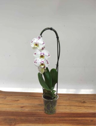 Orquídea Phalaenopsis Cascada Blanca