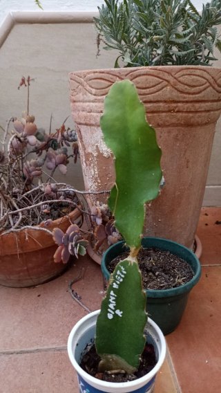 Pitahaya Vietnamita Roja Gigante AUTOPOLINIZANTE