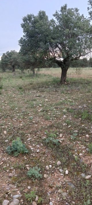 Finca de olivos en venta