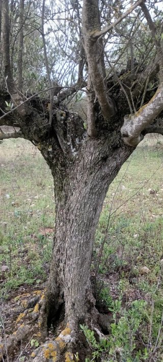 Finca de olivos en venta