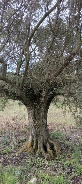 Finca de olivos en venta