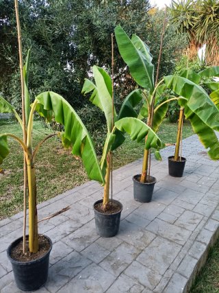 Plataneras canarias en macetas