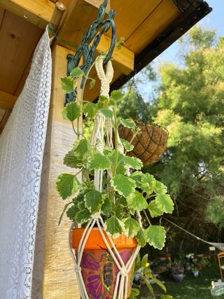 Colgante Macramé con Maceta Naranja incluye planti