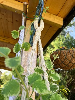 Colgante Macramé con Maceta Naranja incluye planti