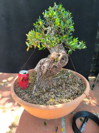 bonsai olivo