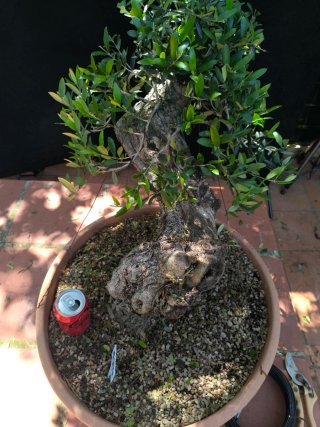 bonsai olivo