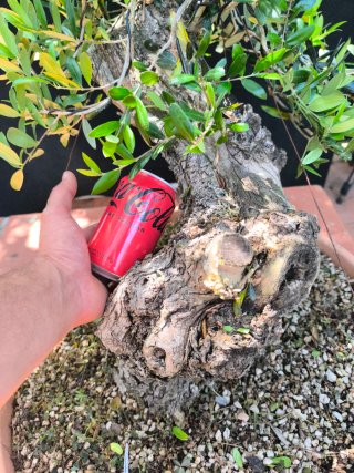 bonsai olivo