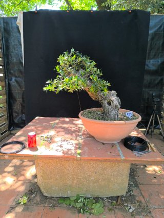 bonsai olivo