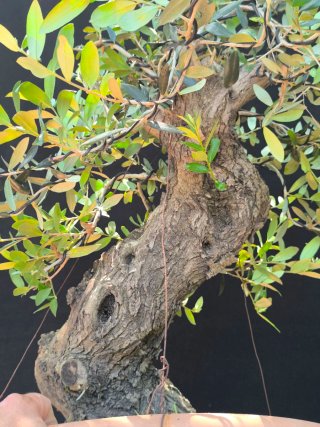 bonsai olivo