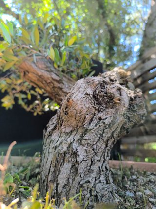bonsai olivo