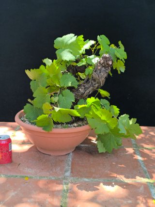 bonsai de vid