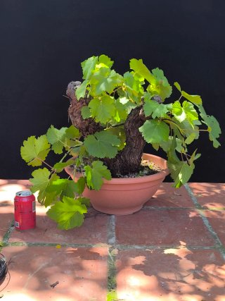 bonsai de vid