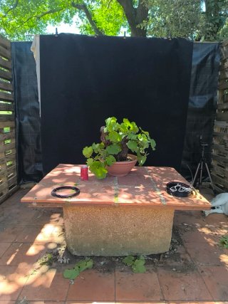 bonsai de vid