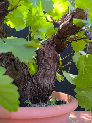 bonsai de vid